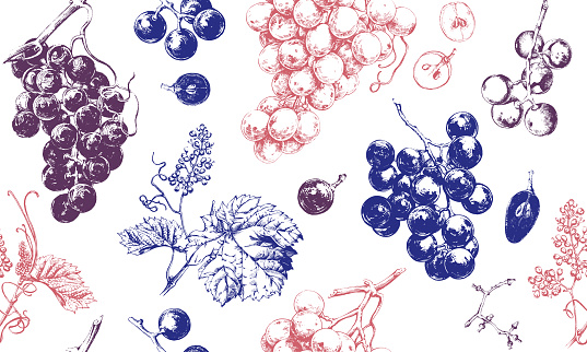 Seamless pattern with grape drawings