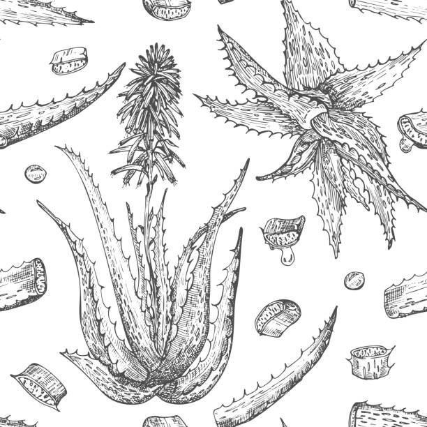손으로 그린 알로에 베라가 흰색 배경에 고립 된 검은 색의 꽃과 매끄러운 패턴. 복고풍 빈티지 어닝 그래픽 디자인 식물 스케치 드로잉 - aloe vera stock illustrations