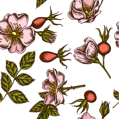Seamless pattern with hand drawn colored dog rose