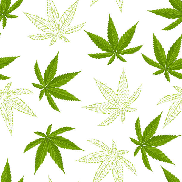 бесшовный узор с листьями конопли изолированы на белом фоне. векторная иллюстрация зеленого листа каннабиса в мультяшном плоском стиле и э - cannabis stock illustrations