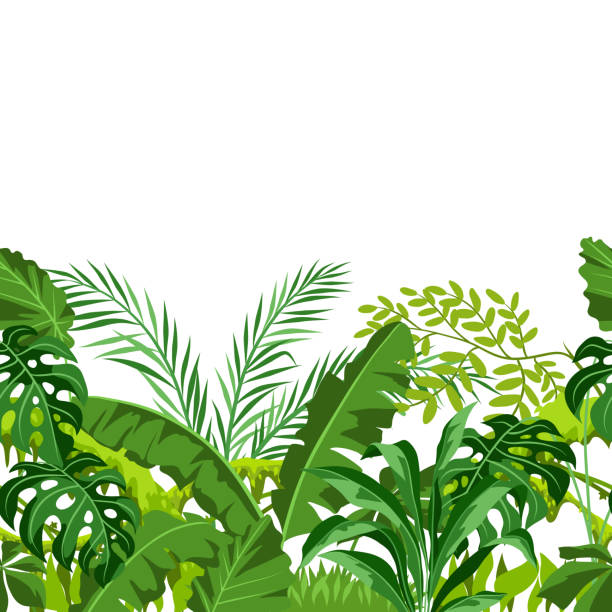 ilustrações, clipart, desenhos animados e ícones de padrão sem emenda com plantas de selva. - amazonia