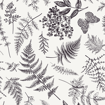 Floral seamless pattern in vintage style. Various leaves of ferns, blackberry and butterfly. Vector botanical illustration. Black and white.