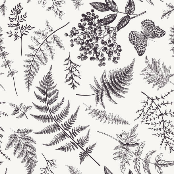 Seamless pattern with leaves and butterfly. Floral seamless pattern in vintage style. Various leaves of ferns, blackberry and butterfly. Vector botanical illustration. Black and white. botany illustrations stock illustrations