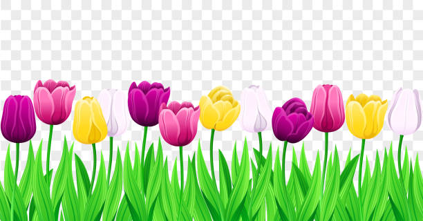 ilustraciones, imágenes clip art, dibujos animados e iconos de stock de fila sin costuras de tulipanes vectoriales coloridos con hojas. conjunto de flores de primavera aisladas. - spring