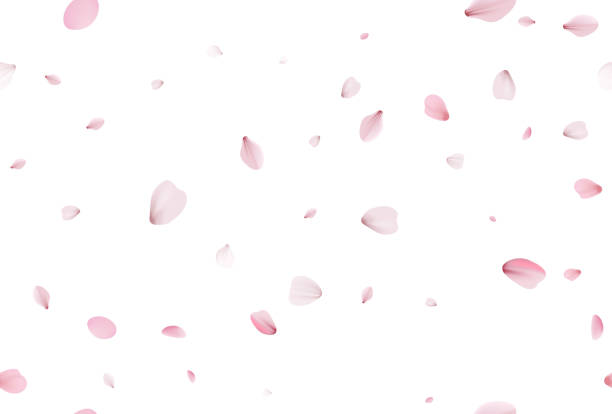 nahtlose sakura blütenblätter. fallenrealistische kirschblüten - blütenblatt stock-grafiken, -clipart, -cartoons und -symbole