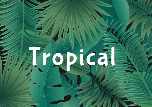 Seamless tropical background. Exotic wallpaper with jungle foliage. Vector botanical illustration