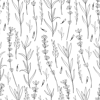 Seamless vector floral pattern, hand drawn Lavender flower, decorative texture, sketch isolated on white background, design for wallpaper, textile, fabric, greeting card, wedding invite, cosmetic