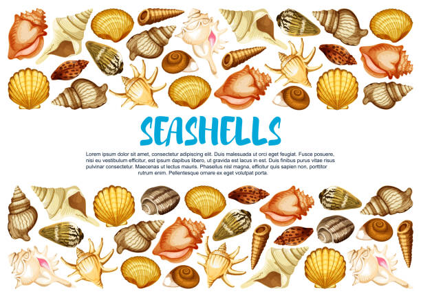 illustrations, cliparts, dessins animés et icônes de bannière de coquillage avec bordure de coquille de mollusque marin - bulots