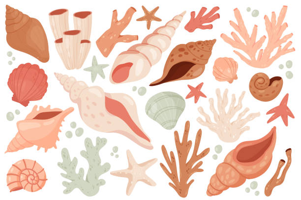 Seashell cute marine set, underwater shell object collection from sea ocean bottom, beach vector art illustration
