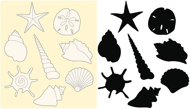 illustrations, cliparts, dessins animés et icônes de seashell dessin - bulots