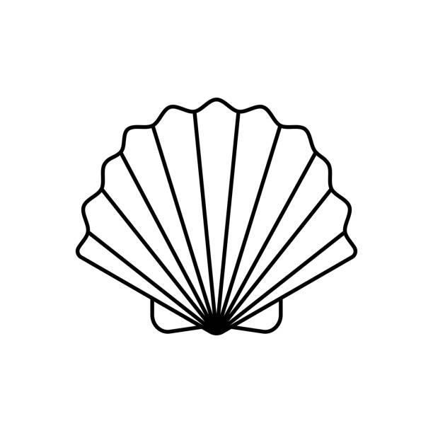 illustrations, cliparts, dessins animés et icônes de icône de la ligne seashell, animaux et sous l’eau, shell signe vectoriel, un dessin linéaire sur un fond blanc, eps 10. - coquille st jacques