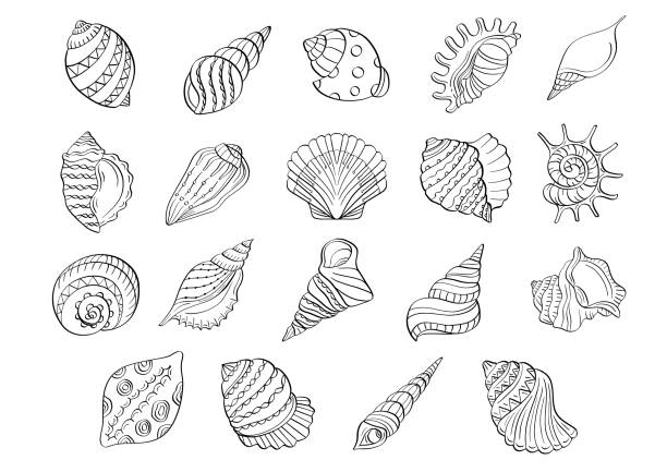 Seashell outline drawing line art illustration vector art illustration