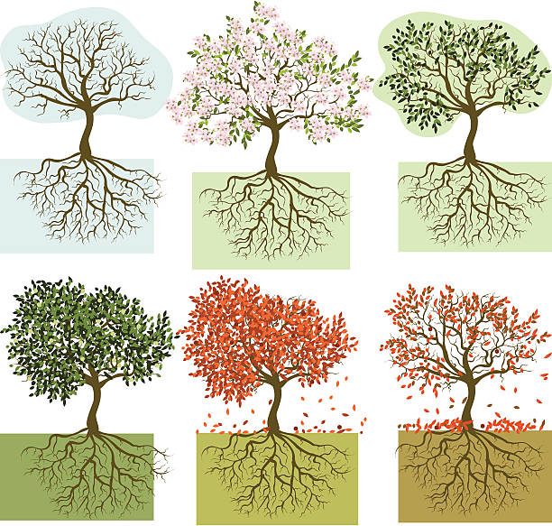 Seasonal trees vector art illustration