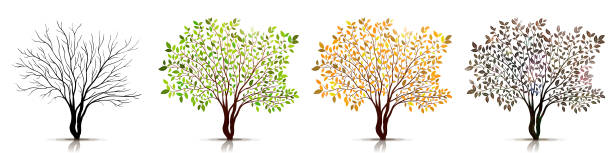 Seasons of tree vector vector art illustration