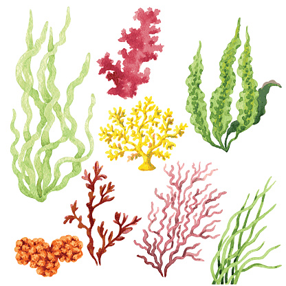 Seaweed Set