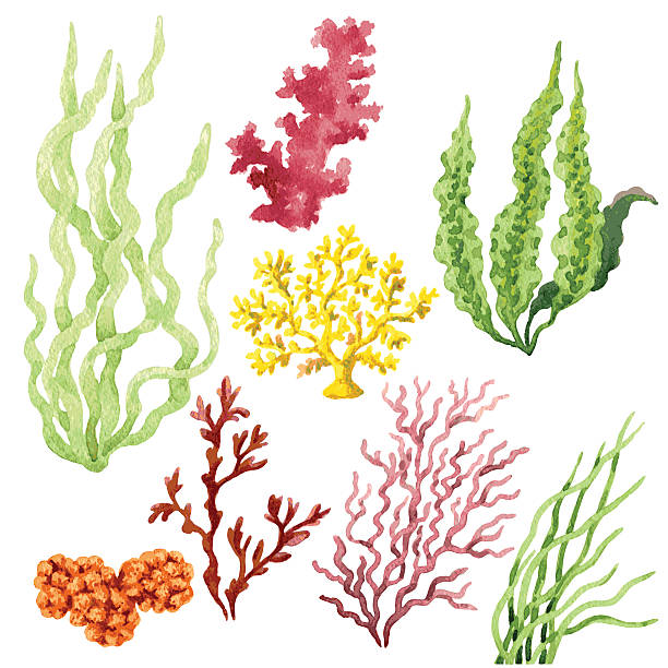 Seaweed Set Set of watercolor seaweed and corals isolated on white. seaweed stock illustrations
