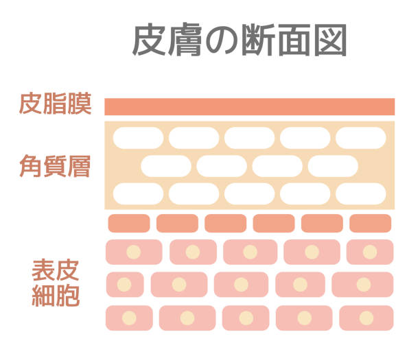 Sectional view illustration of the skin. With text.(Japanese) Sectional view illustration of the skin. With text.(Japanese) stratum corneum stock illustrations