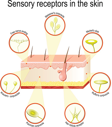 Sensory receptors in the skin
