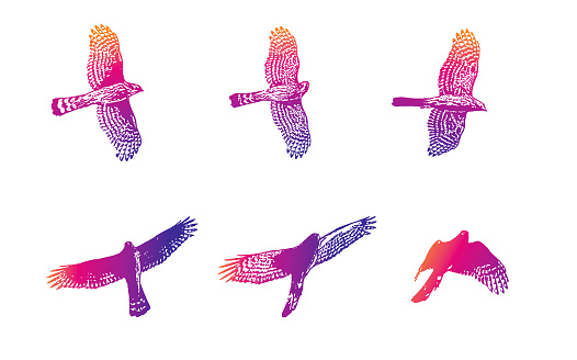 Sequential illustrations of a Cooper's Hawk flying