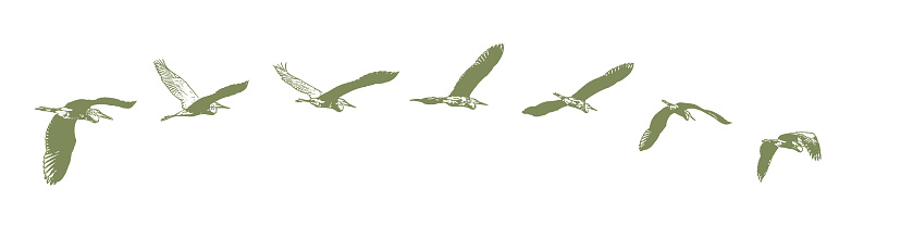 Sequential series vector of a Great Blue Heron flying
