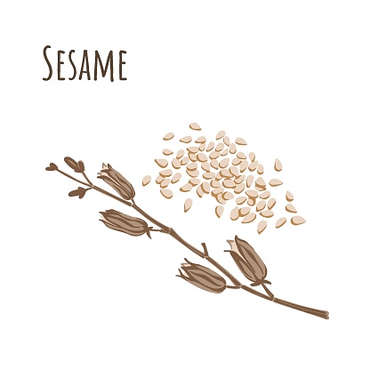 Sesame seeds seasoning and dried branch. Vector illustration