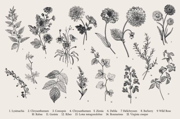 Set. Autumn flowers and twigs. Vintage vector botanical illustration. Set. Autumn flowers and twigs. Black and white zinnia stock illustrations