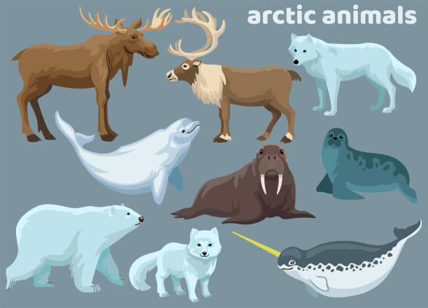 illustrations, cliparts, dessins animés et icônes de ensemble de paquetd d’animaux actiques - beluga