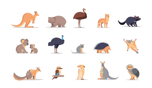 stockillustraties, clipart, cartoons en iconen met set cartoon bedreigde wild australische dieren collectie wildlife soorten fauna concept plat horizontaal - dierenthema's