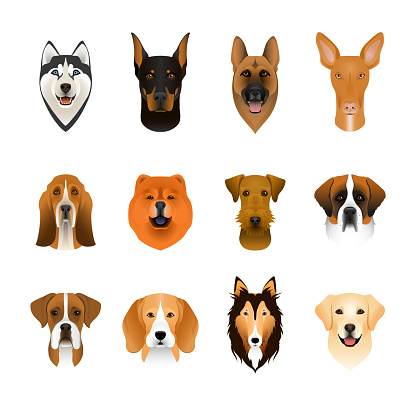 Set, collection of isolated colorful head and face of airedale terrier, beagle, chow, husky, pharaoh hound, saint bernard, labrador, collie, doberman, boxer. Color flat cartoon breed dog portrait.