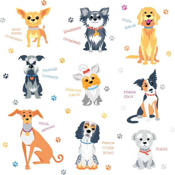 ilustrações de stock, clip art, desenhos animados e ícones de set colour dogs - golden retriever