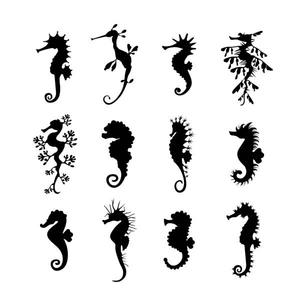 Set cute seahorses icons. Black seahorses with different silhouette on white background. For festive card, logo, children, pattern, tattoo, decorative, creative concept. Vector illustration Set cute seahorses icons. Black seahorses with different silhouette on white background. For festive card, logo, children, pattern, tattoo, decorative, creative concept. Vector illustration. stylized underwater nature set of icons stock illustrations