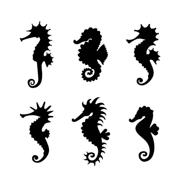 Set cute seahorses icons. Black seahorses with different silhouette on white background. For festive card, logo, children, pattern, tattoo, decorative, creative concept. Vector illustration Set cute seahorses icons. Black seahorses with different silhouette on white background. For festive card, logo, children, pattern, tattoo, decorative, creative concept. Vector illustration. stylized underwater nature set of icons stock illustrations