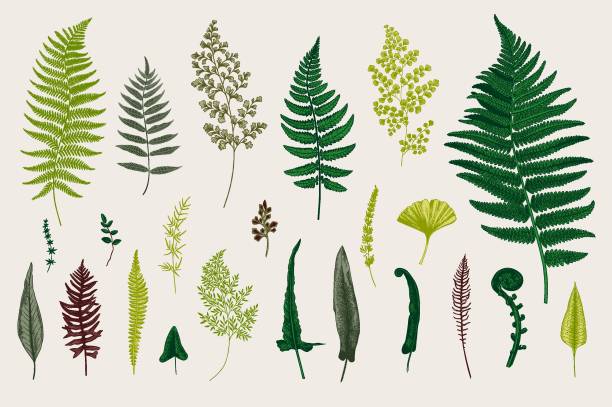 Set Ferns. Set Ferns. Vintage vector botanical illustration. Colorful fern stock illustrations