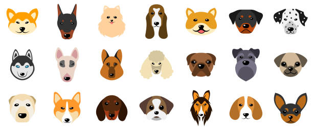 illustrazioni stock, clip art, cartoni animati e icone di tendenza di set teste di cani, collezione diverse razze di canini, isolato su sfondo bianco - allevatore