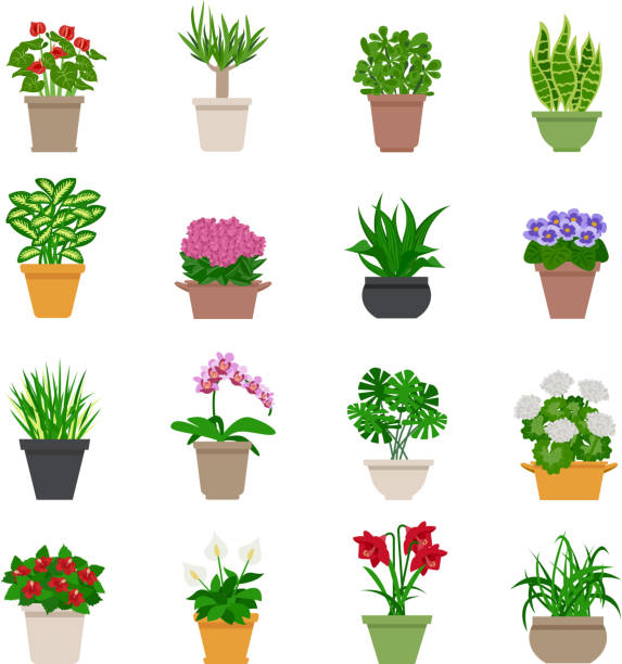 set houseplant Houseplant icons set with plants and flowers flat isolated vector illustration potted plant stock illustrations