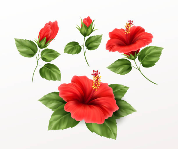 Set is beautiful hibiscus flower, buds and leaves isolated on white background. Exotic tropical plant realistic vector illustration Set is beautiful hibiscus flower, buds and leaves isolated on white background. Exotic tropical plant realistic vector illustration EPS10 flower part stock illustrations