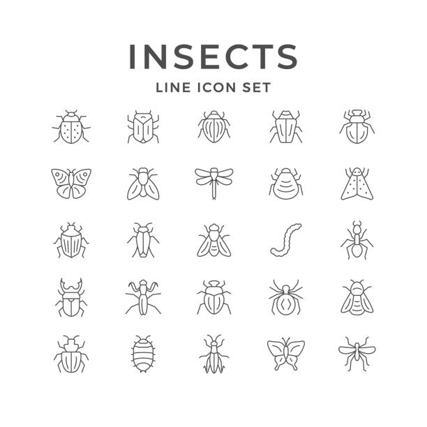Set line icons of insects Set line icons of insects isolated on white. Dragonfly, spider, cockroach, grasshopper, mosquito, caterpillar, butterfly, fly, mantis, ant, bee, wasp, mite, bumblebee, moth. Vector illustration butterfly insect stock illustrations