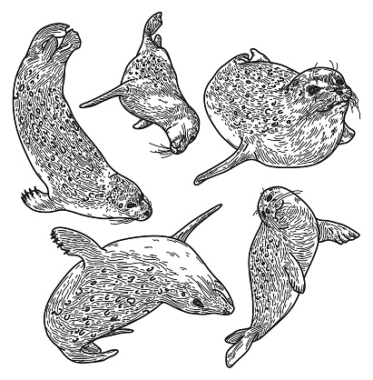Set of Adorable Ringed Seals in Line Artwork