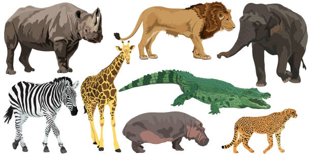 Set of African animals Set of African animals on white background big cat stock illustrations