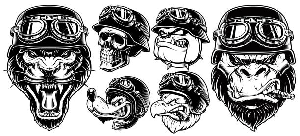Set of animals bikers Set of animals bikers. Design of motorcycle riders. Sport mascots, isolated on white background. gorilla stock illustrations