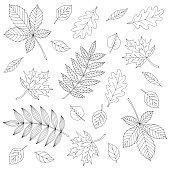 Set of different beautiful autumn leaves, coloring page for kids and adults