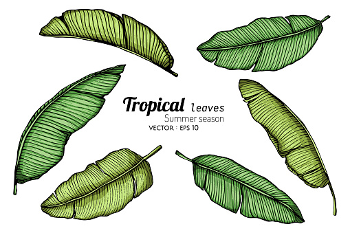 Set of Banana leaf drawing illustration with line art on white backgrounds.