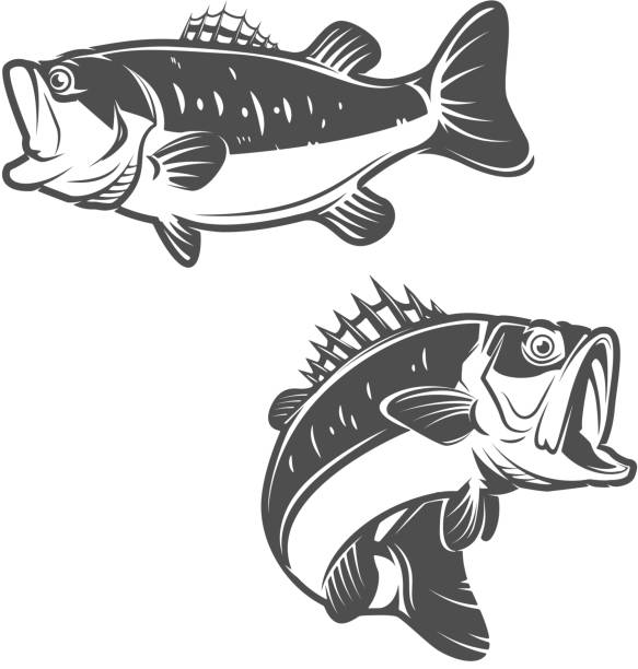 Set of bass fish icons isolated on white background. Set of bass fish icons isolated on white background. Design elements for label, emblem, sign, brand mark. Vector illustration. bass fish jumping stock illustrations