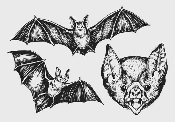 Set of bat. Hand drawn sketch converted to vector. Set of bat. Hand drawn sketch converted to vector. bat stock illustrations