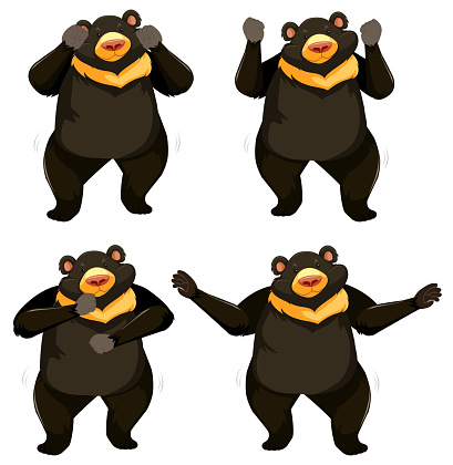 A set of bear shmoney dance