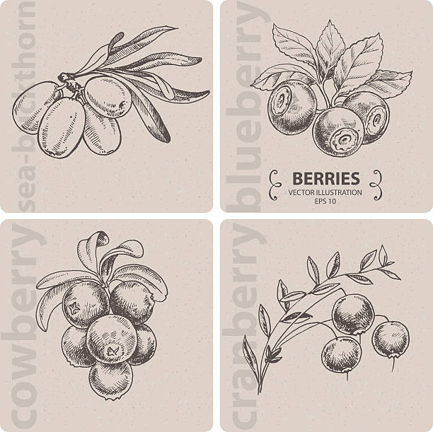 Set of berries - Cranberry, Blueberry, Cowberry and Sea-buckthorn. Hand drawn vector illustration blueberry illustrations stock illustrations