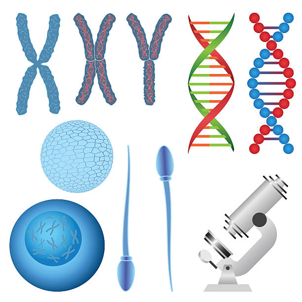 Set of biology objects. Set of biology objects. Chromosome and DNA, egg and sperm, microscope. chromosome stock illustrations
