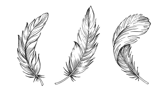 Download Set Of Bird Feathers Hand Drawn Illustration Converted To ...