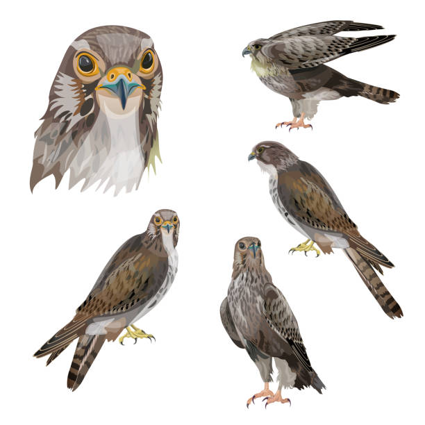 ilustrações de stock, clip art, desenhos animados e ícones de set of birds of prey - açores
