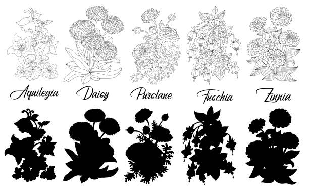 Set of black and white outline flowers - Aquilegia, Daisy, Purslane, Fuchsia, Zinnia. Set of black and white outline flowers - Aquilegia, Daisy, Purslane, Fuchsia, Zinnia. Vector botanical illustration and silhouette, line art graphic drawing. See my full collection of flowers. zinnia stock illustrations
